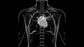 Human Heart Animation with Black Background video
