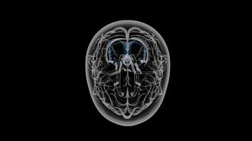 brain animation with Black Background video