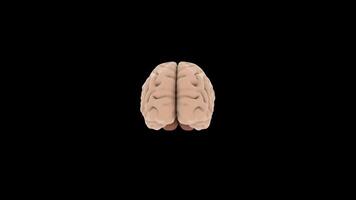 brain 3D animation with Black Background video