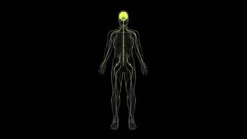 Human Nervous System Animation with Black Background video