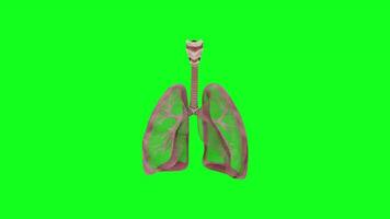 3D Human Lungs Animation with Green Background video