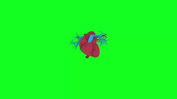 3D Heart Anatomy Visualization with green screen video