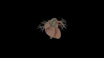 3D Realistic Human Heart Animation with Black Background video