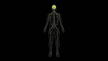 3D Nervous System Model with Black Background video