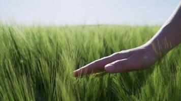 Female Hand in Wheat Field Slow Motion Touching Green Crops in Spring Landscape of Bulgaria video