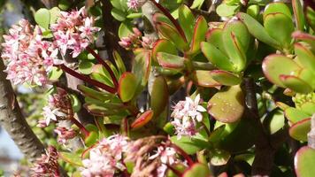Small pink flowers of Crassula ovata, commonly known as jade plant, lucky plant, or money tree, is a succulent plant that is native to the KwaZulu-Natal and Eastern Cape provinces of South Africa video