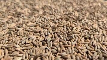 Macro shot of raw rye grains piled together, featuring earthy colors and textured surfaces, suitable for farming or food industry visuals video