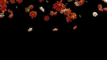 Mix Of Colorful Calendula Or Marigold Blossoms is alpha motion footage for natural films and cinematic in commercial scene. Also good background for titles and logos. video