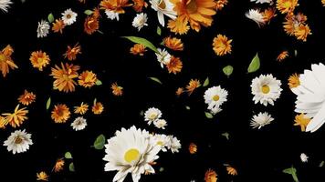 Mix Of Colorful Calendula Or Marigold Blossoms is alpha motion footage for natural films and cinematic in commercial scene. video