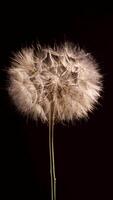 Dandelion Seeds Take Flight in Stunning Close-Up of Tragopogon video