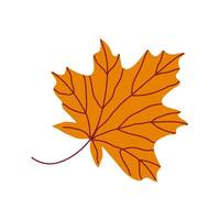 Bright orange maple leaf with detailed veins. Hand drawn illustration for autumn designs. vector