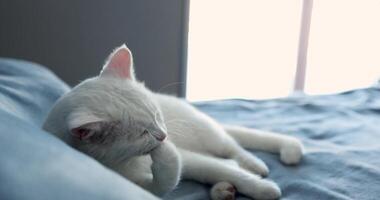 A Peaceful Sleeping White Cat Is Resting Comfortably on a Cozy Bed Bathed in Soft Natural Light video