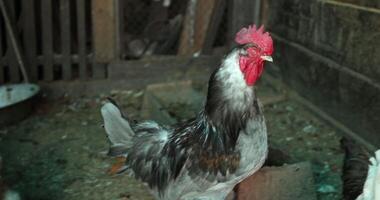 Chickens in a Charming and Rustic Farm Environment Surrounded by Nature and Sunshine video