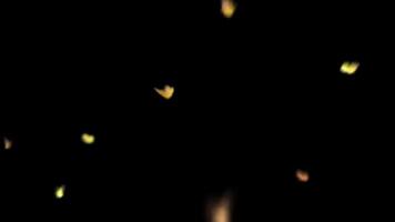 Golden Yellow Butterflies Flight on Black Background video