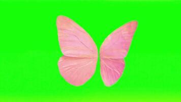 Pink Butterfly Wings Isolated on Chroma Key Background Close Up Macro Animation for Graphic Design and Element with Vibrant Colors and Patterns video