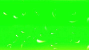 Falling White and Yellow Flower Petals Animation with Green Screen Background for Wedding, Spring, Nature Floral Designs and Romantic Environment video