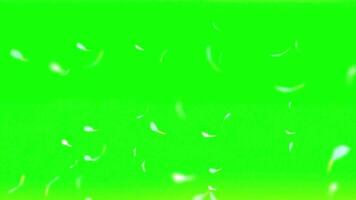 Floating White Petals Animation on Bright Green Background for Keying and Motion Graphics with Soft Focus and Looping Effects video