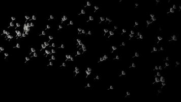 Dandelion Seeds Flying On A Black Background In A Gentle Breeze Creating A Delicate Ethereal Scene Ideal For Graphic Elements video
