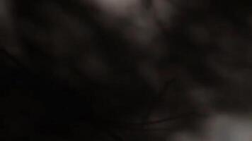 Abstract Black and White Shadow Play with Soft Light and Dark Contrast video