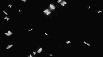 White Butterflies Flying in the Dark Night video