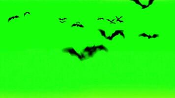 Animated Bats Silhouettes Against a Green Sky Background Creating a Halloween Atmosphere with Dark and Spooky Theme video
