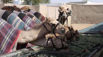 Herd of camels at the farm chewing fresh green grass video