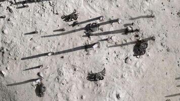 The mottled crabs in the mudflat surface at the mangroves in Jubail island in Abu Dhabi, UAE video