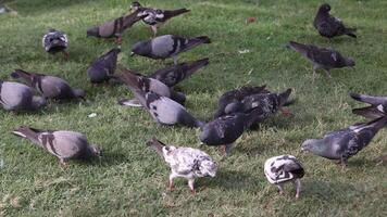 Common pigeons in the park in Abu Dhabi pecking grass video