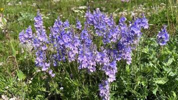 Purple veronica flowers sway gently in a summer breeze, creating a mesmerizing display of nature's beauty video