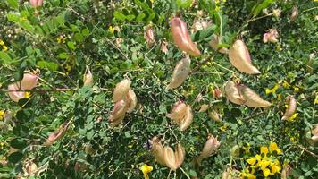 Senna seed pods and delicate flowers sway gently in the gentle breeze, highlighting the natural botanical beauty. video