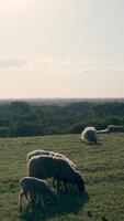 Sheep grazing on a grassy hillside video