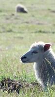 A sheep laying down in a field video