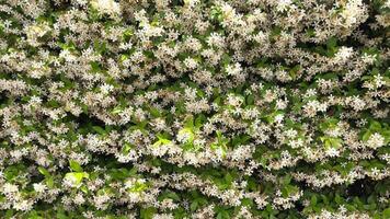 Delicate white jasmine blossoms cascading over lush green foliage, creating vibrant fragrant botanical display against natural garden wall background video