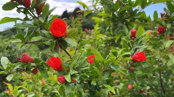 The pomegranate tree blooms with bright red flowers and green leaves, promising a good harvest. video