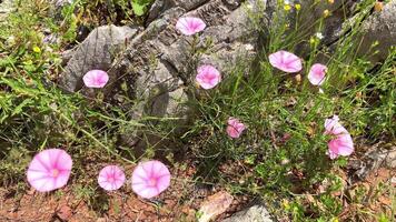 Pink morning glory flowers bloom near the rocks and sway in the wind, creating a natural idyll. video