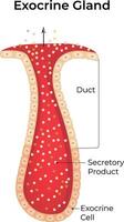 Exocrine Gland Sciene Design Illustration Diagram vector