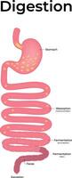Diagram of the Digestive System vector