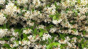 Close-up of densely blooming jasmine video