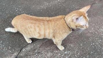 orange cat playing with floor video