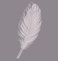 Decorative bird feather on a colored background. vector