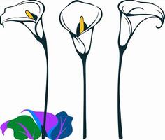 Three Calla Lilies Illustration Elegant Floral Design vector