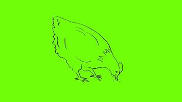 2d Animation cartoon character drawing of a hen or chicken pecking or feeding on white, black and green screen in 4k ultra-high-definition. video