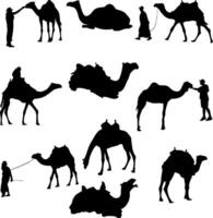 Camel Silhouettes Desert Animals and Human Interaction vector