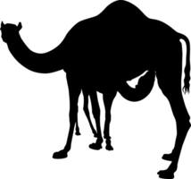 Silhouette of a Camel with a Calf vector