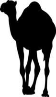 Silhouette of a Dromedary Camel vector
