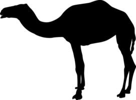 Silhouette of Camel on Profile vector