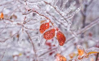Orange dry leaf growing on branch covered with ice photo