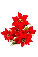 Vivid red poinsettia flowers arranged together on white background. Handmade artificial Christmas floral accent for New Year decoration. photo