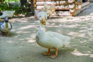 Front view of a white Pekin crested duck looking into the camera with blurred ducks in the background. Natural light highlights its fluffy crest and face. photo