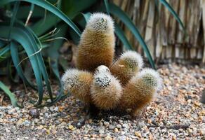 Close-up of Cleistocactus winteri with fuzzy orange spines growing in gravel soil. Unusual hairy cactus in a dry desert garden environment. photo